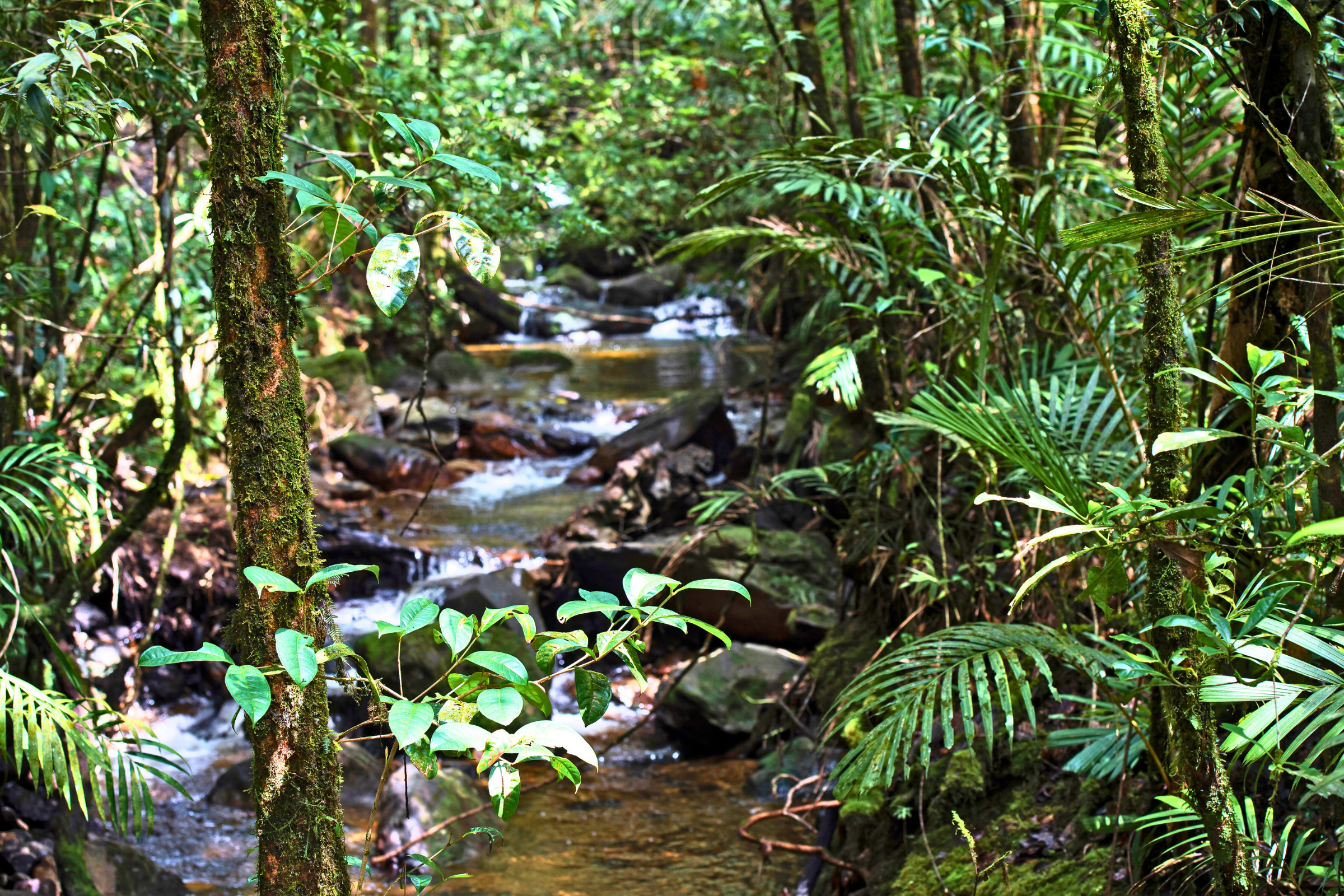 kinabalu national park.webp